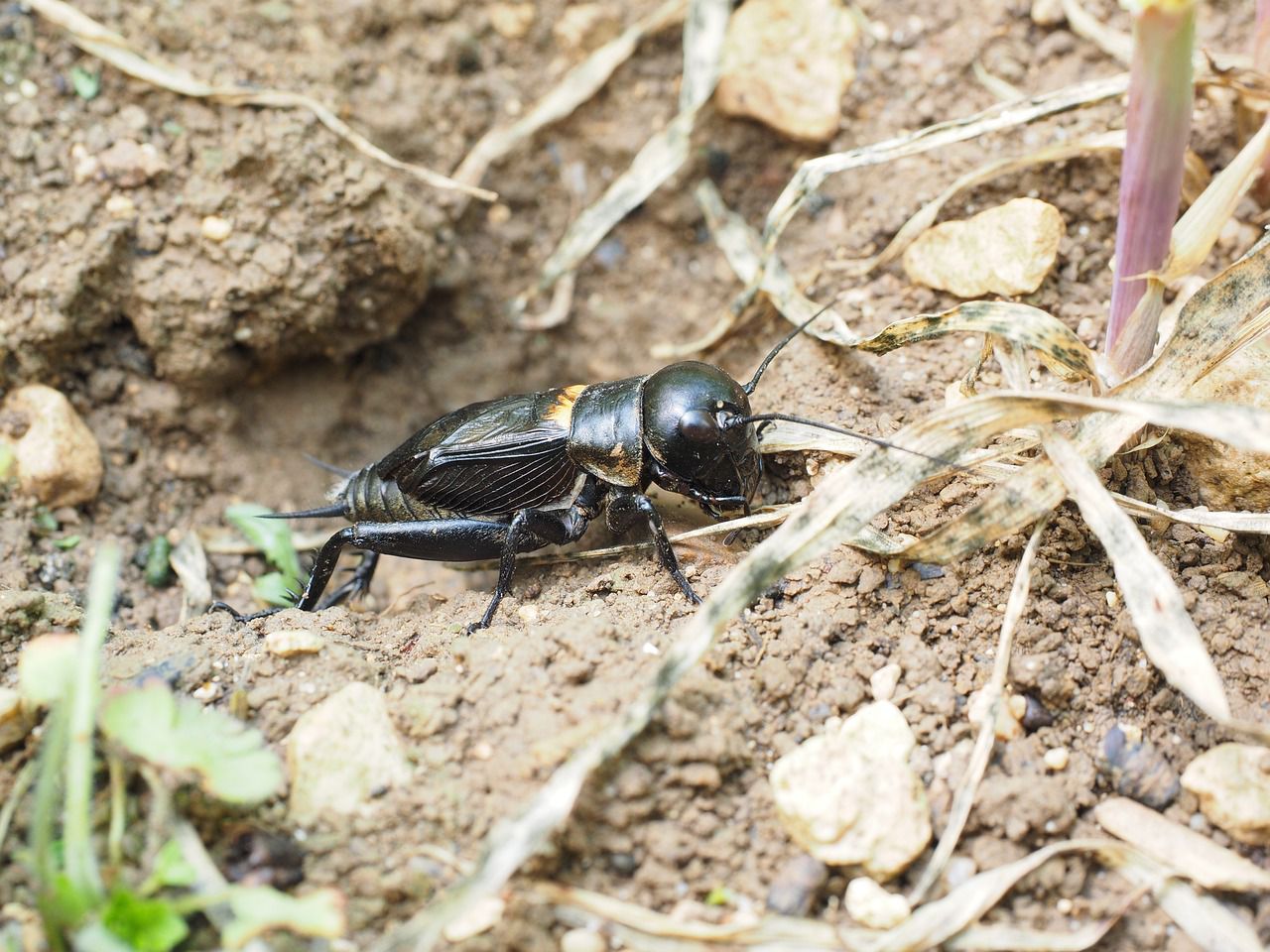 Gryllus Campestris